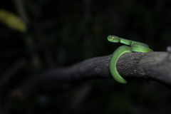 Trimeresurus macrops