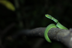 Trimeresurus macrops