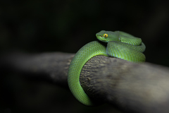 Trimeresurus macrops