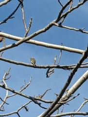 Serinus serinus