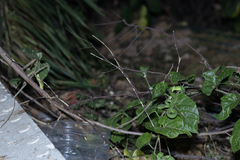 Trimeresurus macrops
