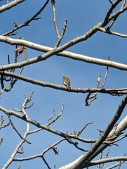 Serinus serinus