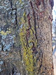 Chrysothrix candelaris