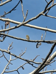 Serinus serinus