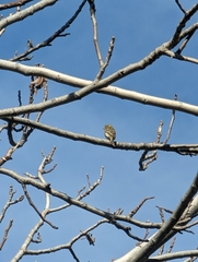 Serinus serinus