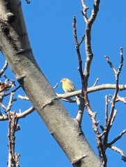 Serinus serinus