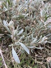 Atriplex portulacoides