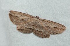 Euphronarcha luxaria