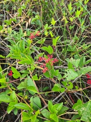 Cissus erosa