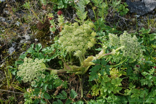 Image of Angelica gmelinii by no rights reserved