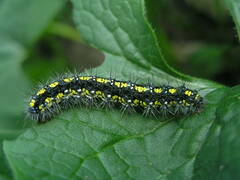 Callimorpha dominula