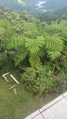 Cyathea arborea