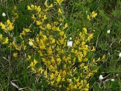 Chamaecytisus ruthenicus