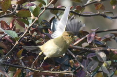 Phylloscopus collybita