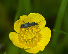 Oedemera virescens