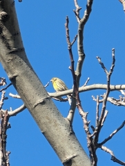 Serinus serinus