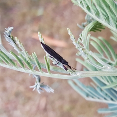 Rhinotia phoenicoptera