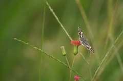 Burnsius orcynoides