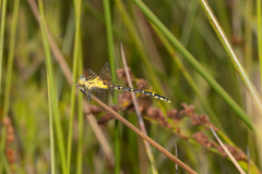 Austrogomphus ochraceus