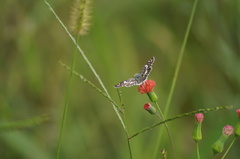 Burnsius orcynoides