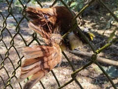 Pitangus sulphuratus