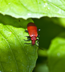Pyrochroa serraticornis