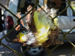 Pitangus sulphuratus