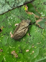 Zulia pubescens
