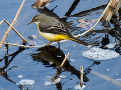 Motacilla cinerea cinerea