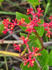 Cissus erosa