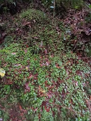 Sibthorpia peregrina