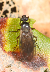 Gymnophora