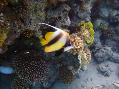 Heniochus intermedius