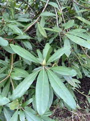 Rhododendron ponticum