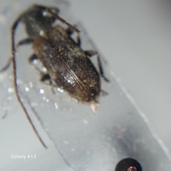 Exocentrus lusitanus