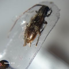 Exocentrus lusitanus