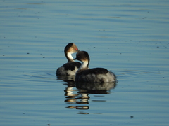 Podiceps occipitalis