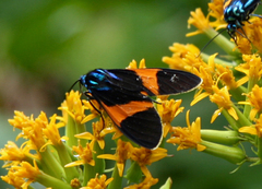 Cyanopepla panamensis