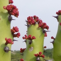 Euphorbia neriifolia