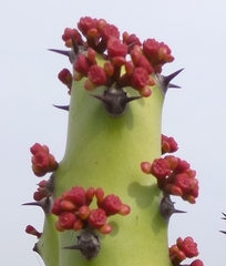 Euphorbia neriifolia