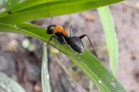 Camponotus ursus