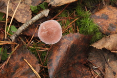 Mycena rosella