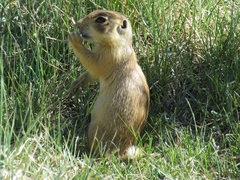 Cynomys parvidens