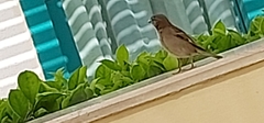 Passer domesticus