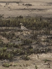 Burhinus superciliaris