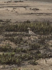 Burhinus superciliaris