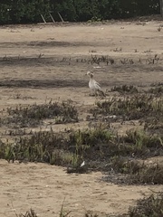 Burhinus superciliaris