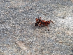 Rhynocoris iracundus