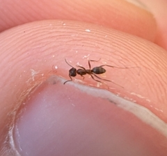 Linepithema humile