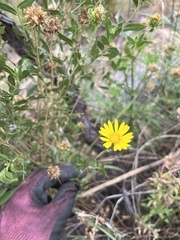 Grindelia pulchella